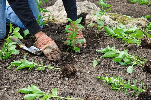 Garden maintenance in Romford with tidy lawn and trimmed hedges