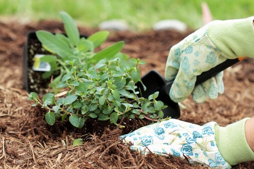 Professional hedge cutting and shaping in Romford