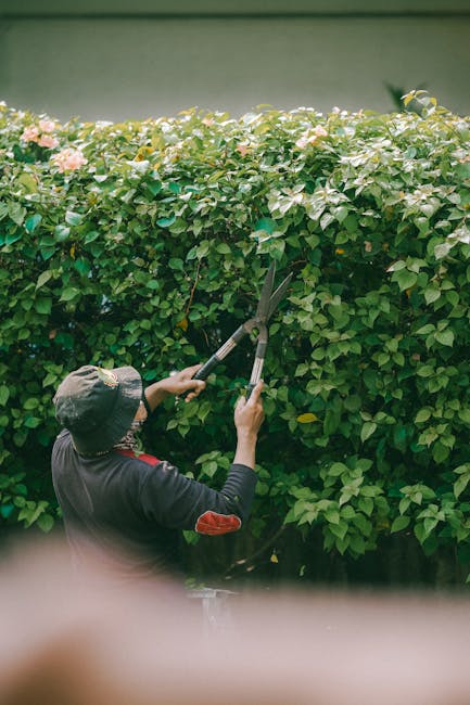 Affordable garden maintenance Romford RM1 RM2 RM3