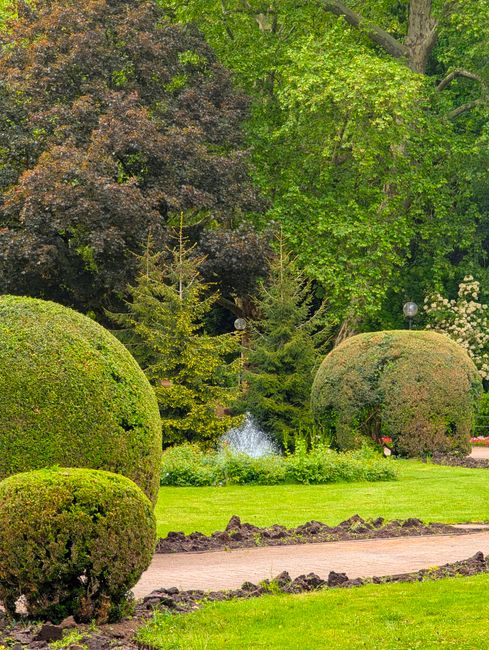 A well-maintained front garden in Raphael Park featuring neatly trimmed, rounded bushes and small conifer trees arranged along a curved, paved pathway bordered by dark soil. The lush grass lawn is vib