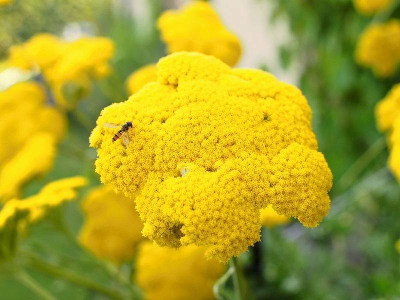 Garden home